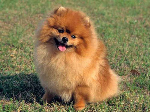 pomerian