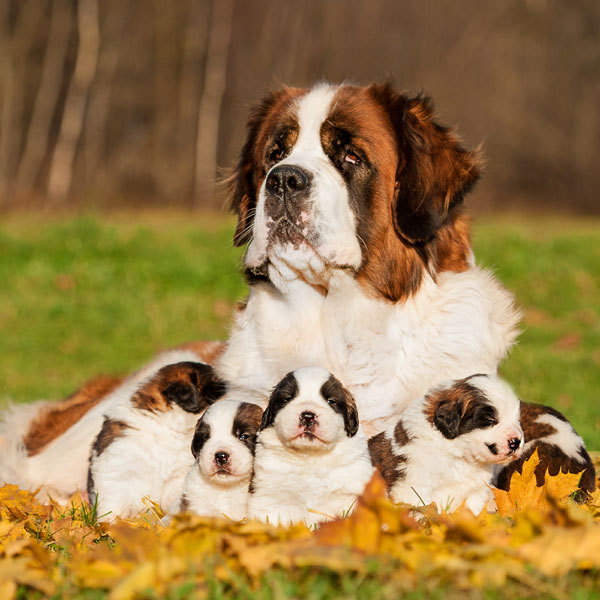saint-bernard