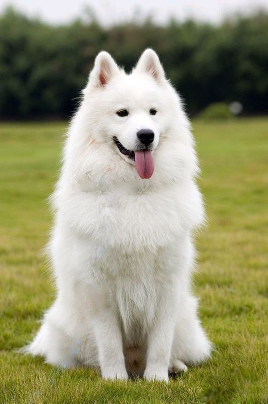 samoyed