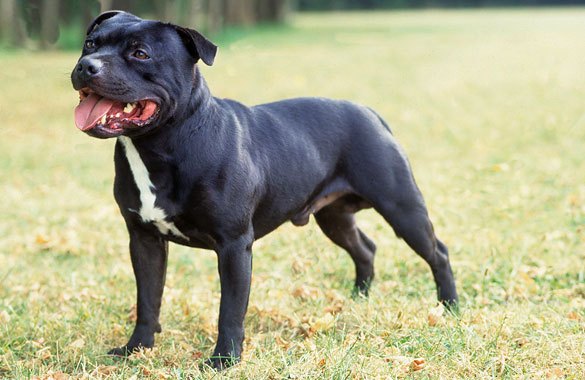 staffordshire-bull-terrier