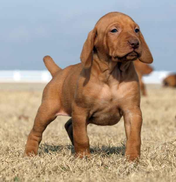 vizsla-maghiara