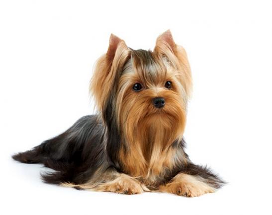 yorkshire-terrier